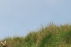 1.-Deer-near-Exehead-16