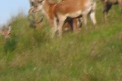 1.-Deer-near-Exehead-17