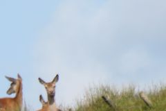 1.-Deer-near-Exehead-18