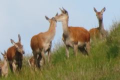 1.-Deer-near-Exehead-19