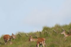 1.-Deer-near-Exehead-2
