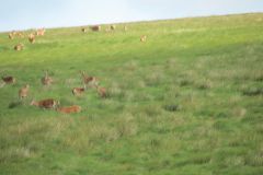 1.-Deer-near-Exehead-20
