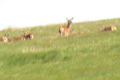 1.-Deer-near-Exehead-21