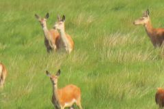 1.-Deer-near-Exehead-22