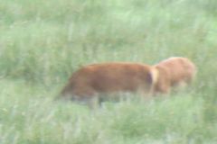 1.-Deer-near-Exehead-24