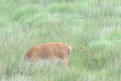 1.-Deer-near-Exehead-25