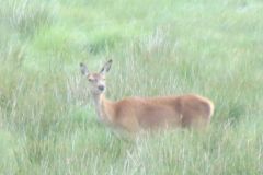 1.-Deer-near-Exehead-26