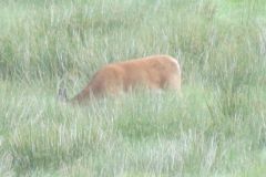 1.-Deer-near-Exehead-27