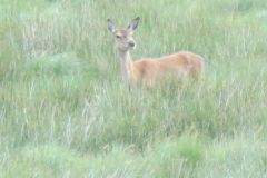 1.-Deer-near-Exehead-28