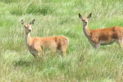 1.-Deer-near-Exehead-29