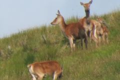1.-Deer-near-Exehead-3