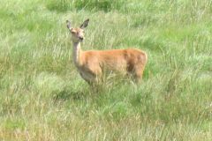 1.-Deer-near-Exehead-30
