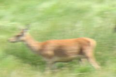 1.-Deer-near-Exehead-31