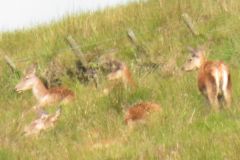 1.-Deer-near-Exehead-5