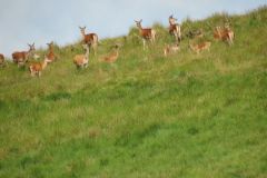 1.-Deer-near-Exehead-6
