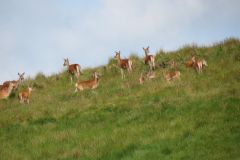 1.-Deer-near-Exehead-7