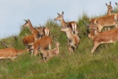 1.-Deer-near-Exehead-8