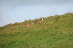 1.-Deer-near-Exehead