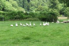 10.-Near-Winsford-4