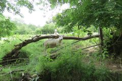 11.-Between-Winsford-and-Week-bridge-10