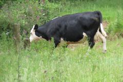 12.-Near-Kents-Mill-6