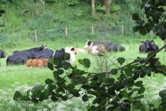 12.-Near-Kents-Mill-7