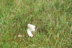 2.-Cotton-Plant-near-Exehead