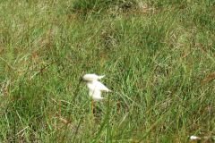 3.-Cotton-Plant-near-Exehead