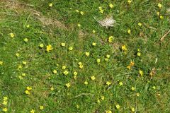 5.-Wild-flowers-near-Exehead-1