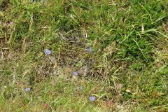 5.-Wild-flowers-near-Exehead-2