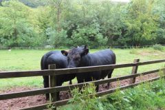 6.-Bull-and-cows-near-Warren-Bridge-1