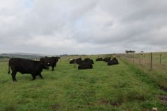 6.-Bull-and-cows-near-Warren-Bridge-11
