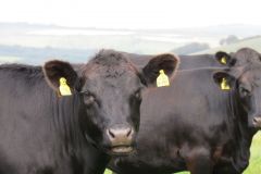 6.-Bull-and-cows-near-Warren-Bridge-14