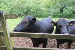 6.-Bull-and-cows-near-Warren-Bridge-2