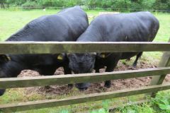 6.-Bull-and-cows-near-Warren-Bridge-3