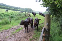 6.-Bull-and-cows-near-Warren-Bridge-4