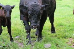 6.-Bull-and-cows-near-Warren-Bridge-5