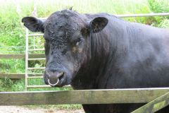 6.-Bull-and-cows-near-Warren-Bridge-6