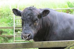6.-Bull-and-cows-near-Warren-Bridge-7