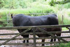 6.-Bull-and-cows-near-Warren-Bridge-9