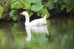 7.-Ducks-near-Sparcombe-Water-1
