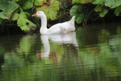 7.-Ducks-near-Sparcombe-Water-2