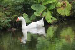 7.-Ducks-near-Sparcombe-Water-3