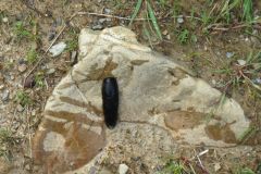 8.-Black-slug-near-Sparcombe-Water-3