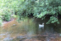 9.-Between-Exford-and-Larcombe-2