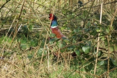 3. Pheasant by Little River (2)