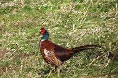 3. Pheasant by Little River (3)