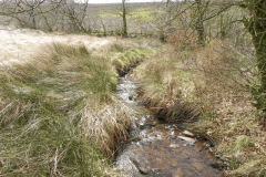 15. Early stream approx 500 metres from source
