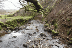 67. Upstream from Willingford Farm