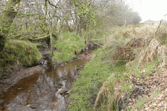 7. Early stream approx 400 metres from source